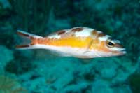 See all pictures for Serranus tabacarius