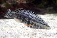 See all pictures for Serranus tigrinus