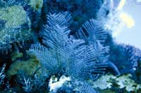 See all pictures for Sertularella speciosa