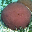 See all pictures for Siderastrea siderea