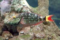 See all pictures for Sparisoma viride
