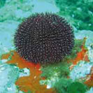 See all pictures for Sphaerechinus granularis