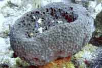 See all pictures for Spheciospongia vesparium