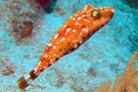 See all pictures for Sphoeroides spengleri
