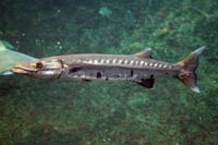 See all pictures for Sphyraena barracuda