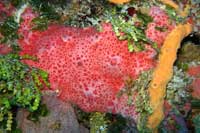 See all pictures for Spirastrella coccinea