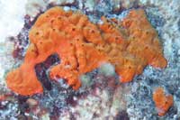 See all pictures for Spirastrella cunctatrix