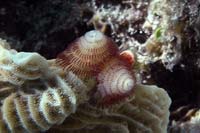 See all pictures for Spirobranchus giganteus