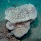 See all pictures for Spongia agaricina