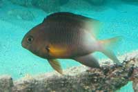See all pictures for Stegastes partitus