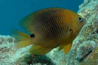 See all pictures for Stegastes planifrons