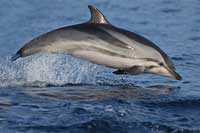 See all pictures for Stenella coeruleoalba