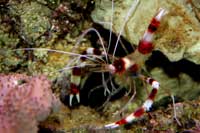 See all pictures for Stenopus hispidus