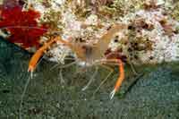See all pictures for Stenopus spinosus