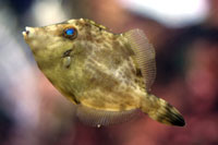 See all pictures for Stephanolepis hispidus