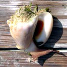See all pictures for Strombus costatus