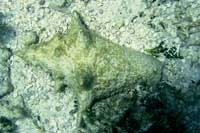 See all pictures for Strombus gigas