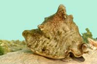 See all pictures for Strombus raninus