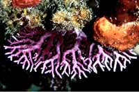 See all pictures for Stylaster roseus