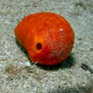 See all pictures for Suberites ficus (domuncula)