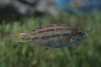 See all pictures for Symphodus bailloni