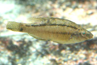 See all pictures for Symphodus cinereus