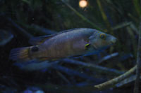 See all pictures for Symphodus mediterraneus