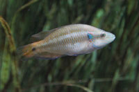See all pictures for Symphodus ocellatus
