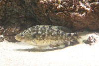 See all pictures for Symphodus roissali