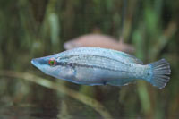 See all pictures for Symphodus rostratus