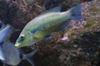See all pictures for Symphodus tinca
