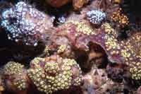 See all pictures for Symplegma viride