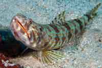 See all pictures for Synodus intermedius