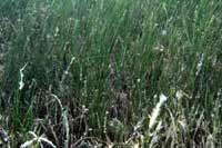 See all pictures for Syringodium filiforme