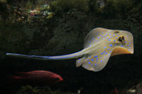 See all pictures for Taeniura lymma