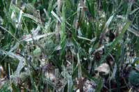 See all pictures for Thalassia testudinum