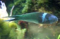See all pictures for Thalassoma bifasciatum
