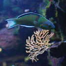 See all pictures for Thalassoma pavo