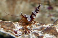 See all pictures for Thor amboinensis