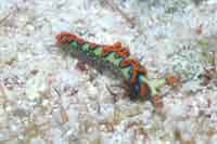 See all pictures for Thuridilla picta