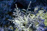 See all pictures for Thyroscyphus ramosus