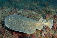 See all pictures for Torpedo marmorata