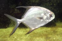 See all pictures for Trachinotus falcatus