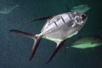 See all pictures for Trachinotus goodei
