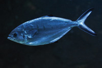 See all pictures for Trachinotus ovatus