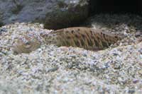 See all pictures for Trachinus draco