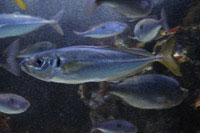 See all pictures for Trachurus mediterraneus
