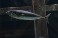See all pictures for Trachurus trachurus
