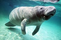 See all pictures for Trichechus manatus