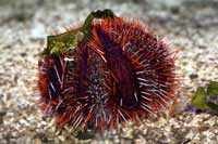 See all pictures for Tripneustes ventricosus